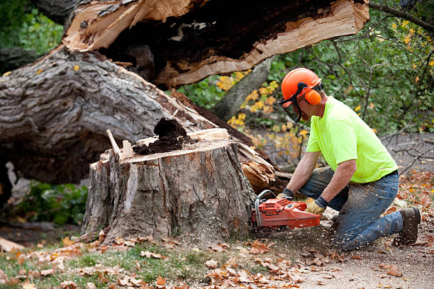 Trusted Cherryville, PA Tree Services Experts