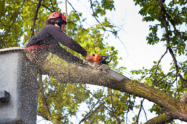 Why Choose Our Tree Removal Services in Cherryville, PA?